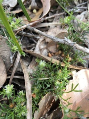 Actinotus glomeratus