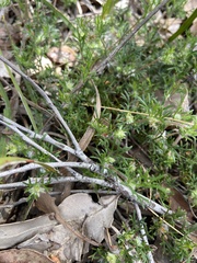 Actinotus glomeratus