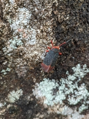 Kalidasa lanata