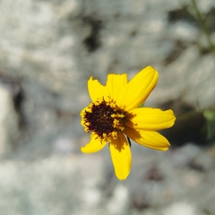 Bidens angustissima