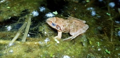 Rana dybowskii