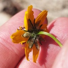 Bidens angustissima