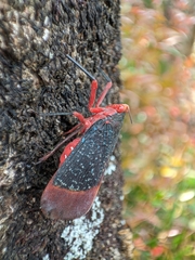 Kalidasa lanata