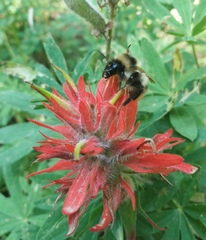Bombus kirbiellus