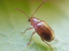 Eucolaspis