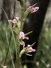 Prasophyllum odoratum