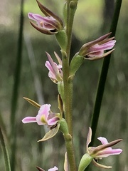 Prasophyllum odoratum