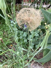 Tragopogon porrifolius