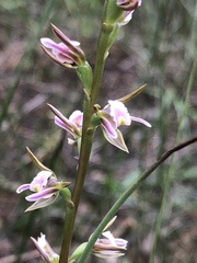 Prasophyllum odoratum