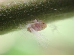 Scolypopa australis