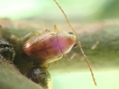 Eucolaspis