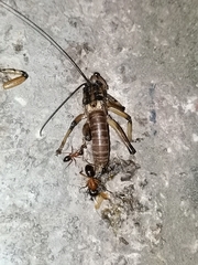 Liparoscelis pallidispina