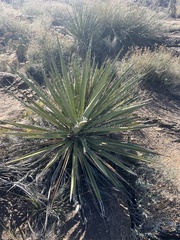 Yucca baccata