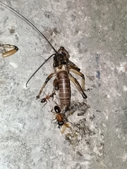 Liparoscelis pallidispina