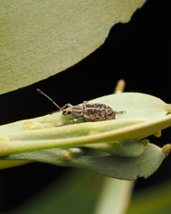 Cyphicerini
