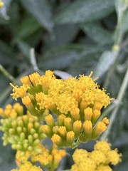 Senecio hypoleucus