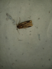 Agrotis malefida