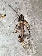 Liparoscelis pallidispina