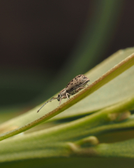 Cyphicerini