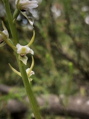 Prasophyllum odoratum