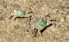 Grapsus