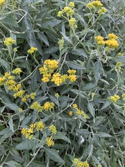 Senecio hypoleucus