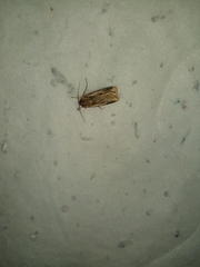 Agrotis malefida