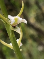 Prasophyllum odoratum