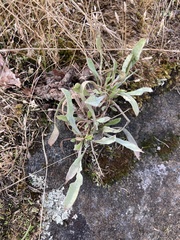Grindelia integrifolia