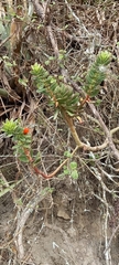 Echeveria quitensis