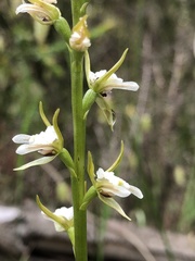Prasophyllum odoratum