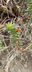 Echeveria quitensis