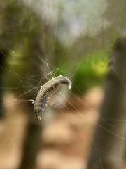 Eriostethus perkinsi
