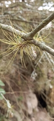 Tillandsia incarnata