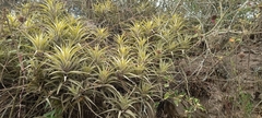 Tillandsia incarnata