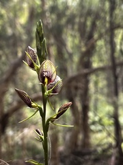 Cryptostylis erecta
