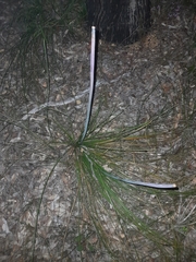 Xanthorrhoea gracilis