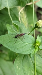 Cryptinae