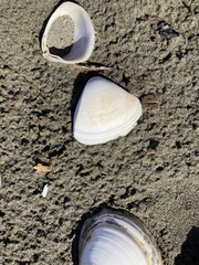 Crassula aequilatera