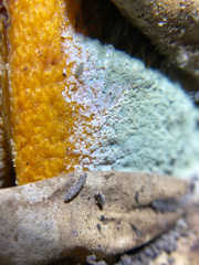 Penicillium digitatum