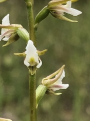 Prasophyllum odoratum