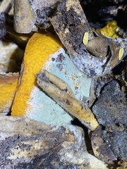 Penicillium digitatum