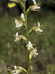 Prasophyllum odoratum