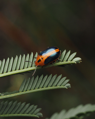 Calomela curtisi