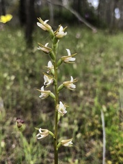 Prasophyllum odoratum