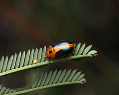 Calomela curtisi