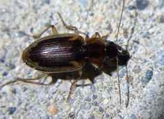 Tanystoma maculicolle