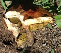 Boletus rubriceps