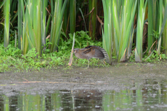 Porzana porzana