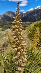 Aciphylla aurea